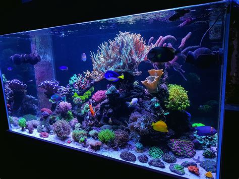 February 2019 R2r Reef Of The Month Sever10s 900 Liter Reef