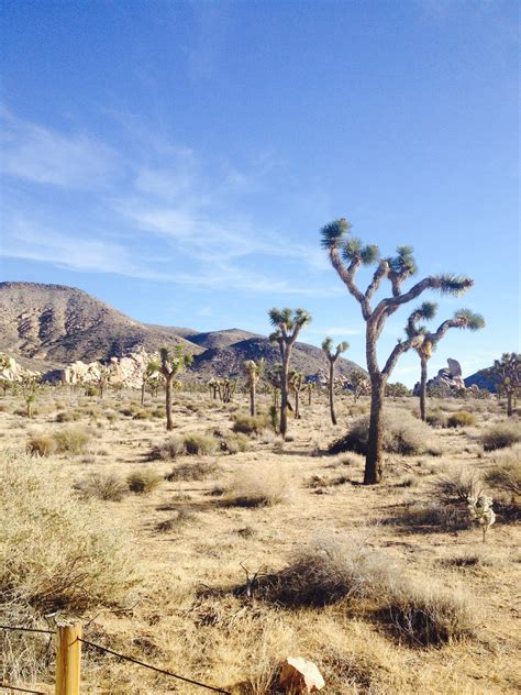 Joshua Tree Arizona And New Mexico Pt 1 California — Frances Marin