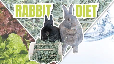 What To Feed A Rabbit Rabbit Diet Youtube