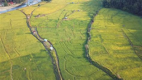 Pemandangan Sawah Padi Paddy Field Views Togudon Tourism Village