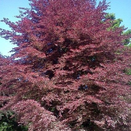 Tricolor European Beech Tree LetsPlantify Com