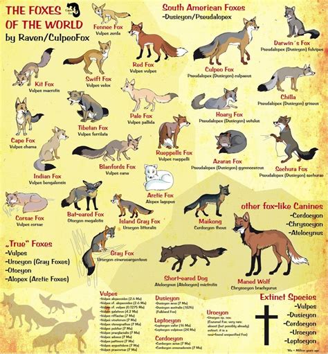 A Fun Fox Species Chart Fox Breeds Fox Species Pet Fox