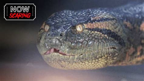 Anaconda Death Of Gary Owen Wilson Youtube