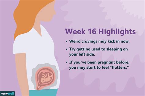 What happens and what does baby look like at 16 weeks pregnant. 16 Weeks Pregnant