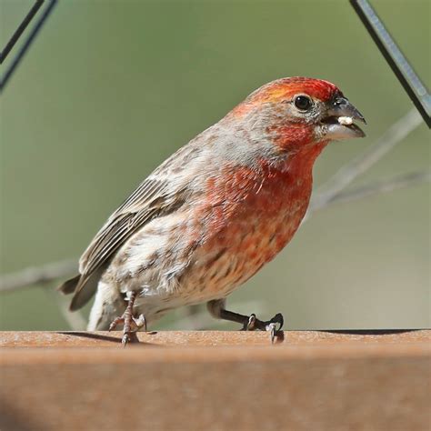Backyard Birds I Finches And Sparrows Nature In Novato
