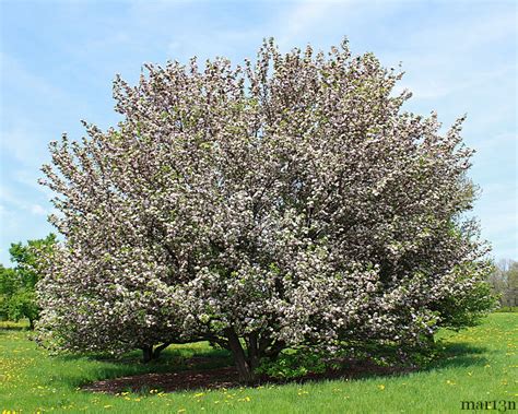 In fact, the flowering crabapple tree offers a gorgeous cascade of flowers right at eye level. Rivers Flowering Chinese Crabapple - Malus spectabilis ...