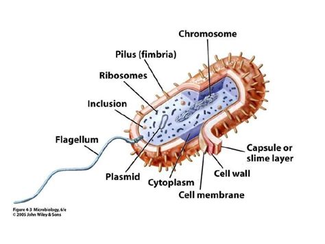Understanding Pathogens Cellspathogens