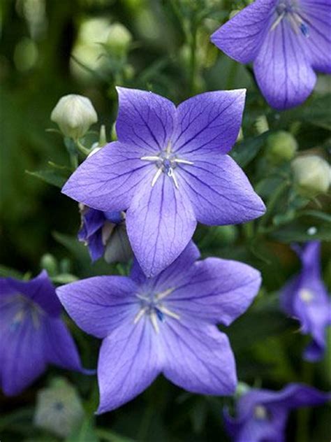 I can't wait to get back to the toni & guy salon in leicester. 101 best "Perennials" ... Plants that come back every year ...