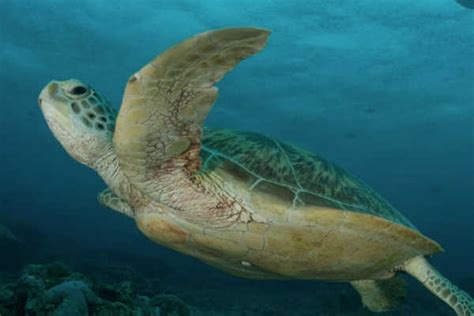 Great Barrier Reef Flatback Sea Turtle