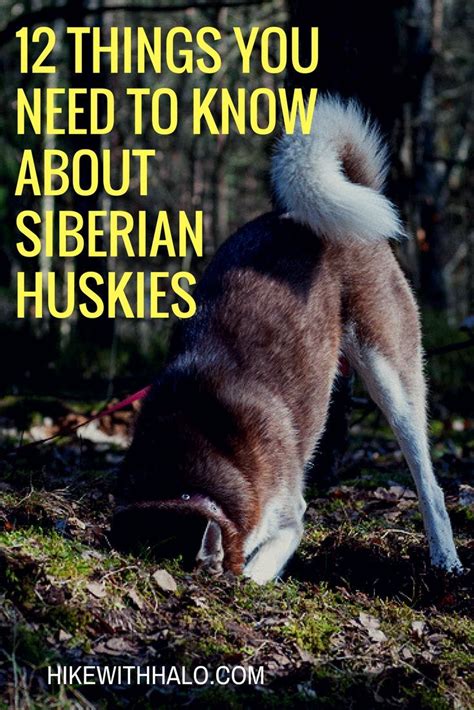 12 Traits Of The Siberian Husky That You Need To Know