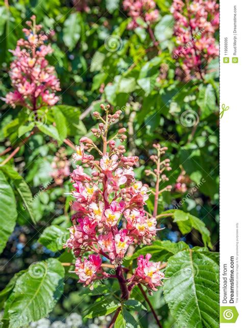 Budding And Blooming Red Horse Chestnut From Close Stock Image Image