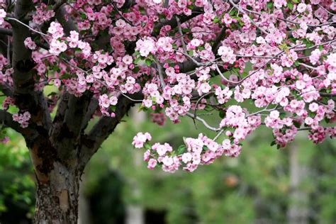 The Total Guide To Growing And Caring For A Crabapple Tree 2022