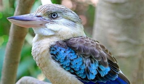 Aussie Blue Beauties Australian Geographic Animals Cute Animals
