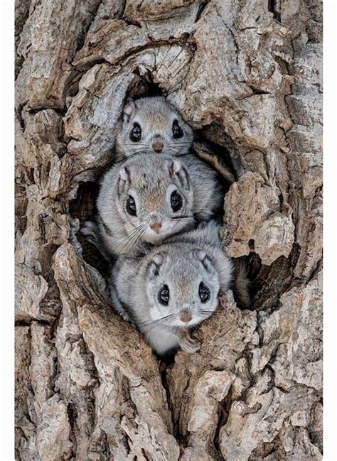 Siberian Flying Squirrel Is The Only Species Of Flying Squirrel Found