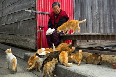 อาโอชิมะ Aoshima เกาะคนรักแมวต้องไปเยือนสีกครั้ง