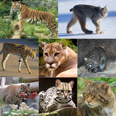 Felidae Wikipedia