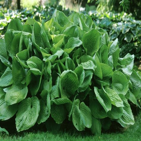 Hosta Sum And Substance Plantain Lily Siteone