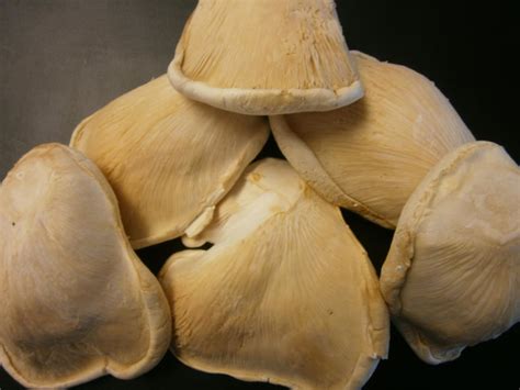 Abalone Mushroom Samuels Seafood