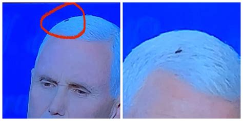The Fly On Mike Pence S Head Won The Vice Presidential Debate And Our Hearts Narcity