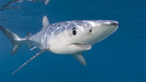 Protections For Threatened Migratory Sharks The Pew
