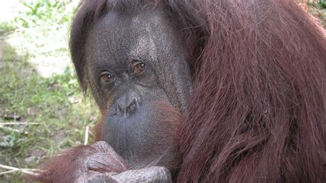 Chester Zoo Bornean Orangutan Martha Dies Aged 59