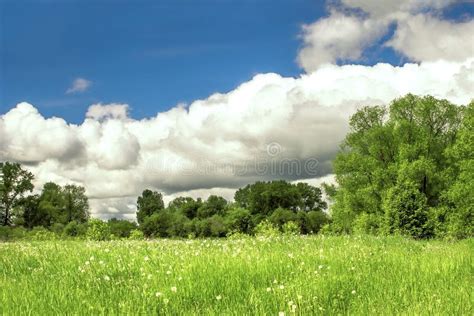 Dandelion Fieldblue Sky And Clouds Stock Photo Image Of Garden