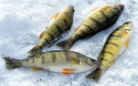 Michigan's daily limit for yellow perch reduced from 50 to 25 - mlive.com