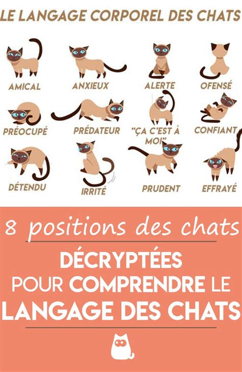 Le Langage Corporel Des Chats Exemples Images Vid O Langage Chat