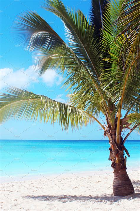 Palm Tree On Tropical Beach High Quality Nature Stock Photos