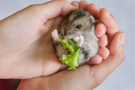 What Should You Feed Your Hamster Hamster Care Guide