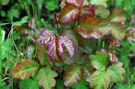 Poison Oak Poison Ivy What You Need To Know Outdoor Project