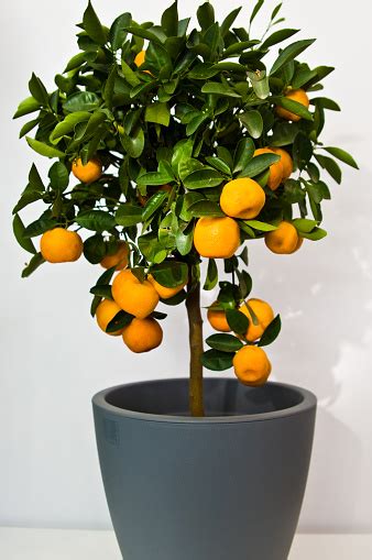 Orange Tree Houseplant Stock Photo Download Image Now Orange Tree