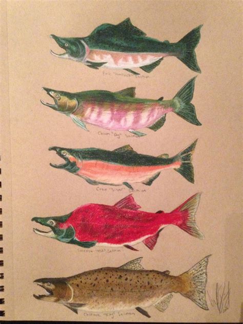 Salmon Of The Pacific Northwest By Isabel251 On Deviantart
