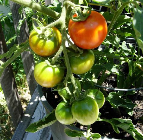 Quick Tips For Container Tomatoes Gardening Channel