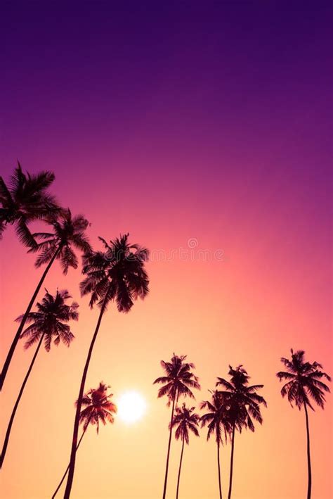 Beautiful Colorful Tropical Sunset With Coconut Palm Trees Silhouettes