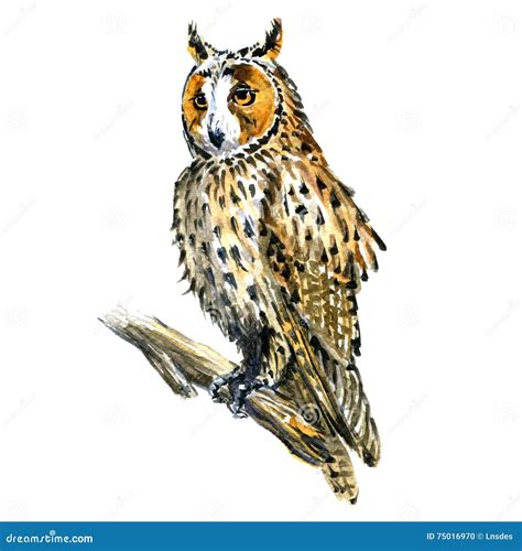 Great Horned Owl Marching Drawing Cartoon Vector