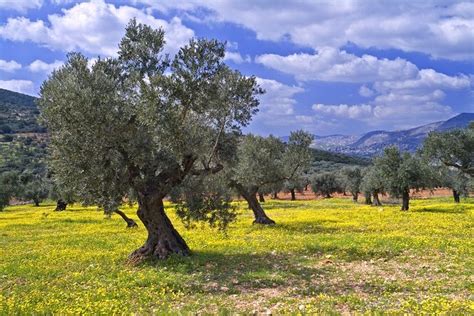 Traveling Around Italys Olive Oil Farms Landscape Tree Image