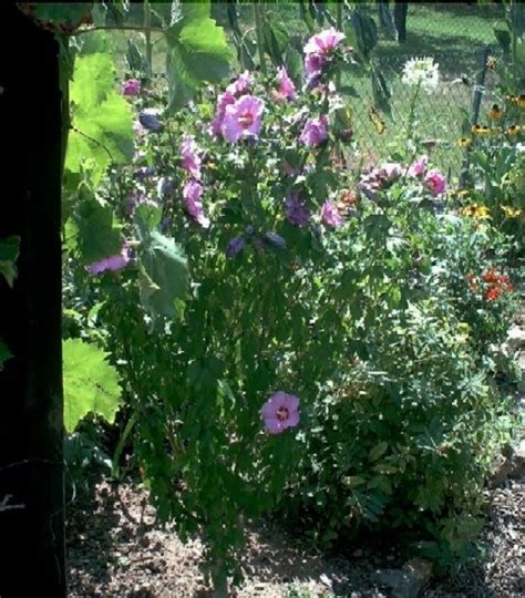 Wenn sie wissen, wie man hibiskuspflanzen pflegt, werden sie mit vielen jahren schöner blüten belohnt. Garten-anders: Hibiskus - Empfehlenswert und man kann das ...