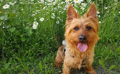 Puppies for sale in michigan will vary in prices due to a number of factors like breeder experience, breed, gender, coat color, and more. Australian Terrier Breed Information Guide: Facts And ...