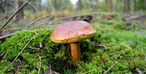 If You Go Down To The Woods Today Bay Bolete