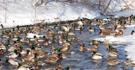 Deep Freeze Duck Hunt Iowa Wildlife Federation
