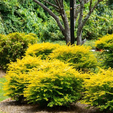 Southern Living Plant Collection 25 Qt Sunshine Ligustrum Evergreen