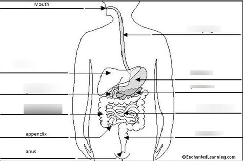 Label The Digestive System Diagram Quizlet