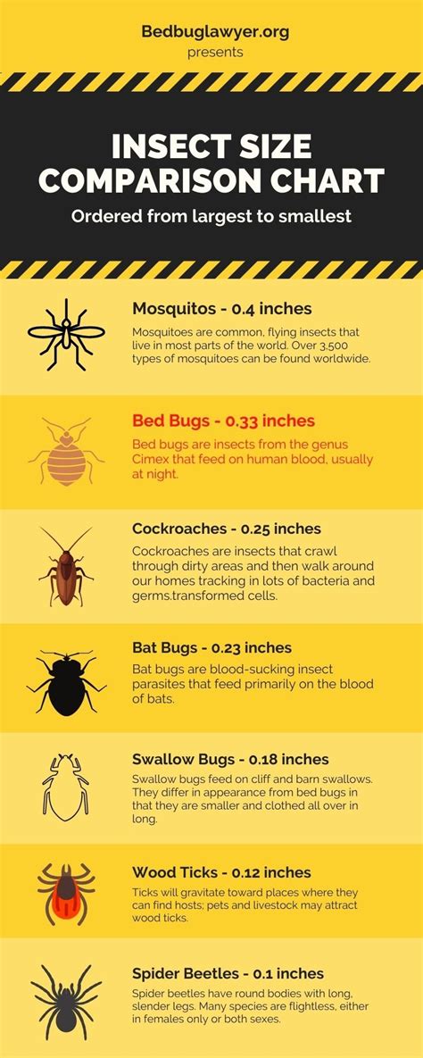 How Big Are Bed Bugs Size Of Bites Eggs Nymphs