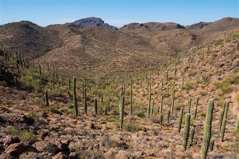 Photos Of Arizona S Sonoran Desert Gearminded