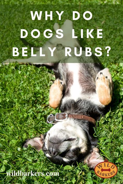 Why Do Dogs Like Belly Rubs Dogs Animal Help Dog Love