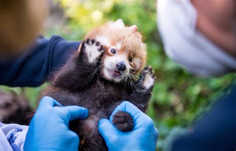 Red Panda Cub Born At Munichs Hellabrunn Zoo Red Pandazine