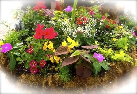 If you have a spot that receives 5 or more hours of direct sunlight each day, you will want to select a hanging basket filled with flowers that love full sun conditions. Pin by UrbanGarden on Phenix Rose Sun Annual Flower ...