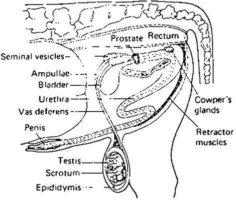 Albums 102 Wallpaper Male Reproductive System Pictures With Labels