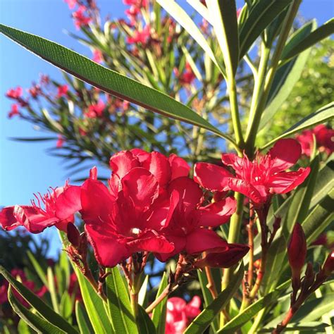 Photo 58417 Nerium Oleander Hardy Red Plant Lust